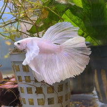 Cargar imagen en el visor de la galería, Pink & White Dumbo Ear Halfmoon Male Betta | WYSIWYG
