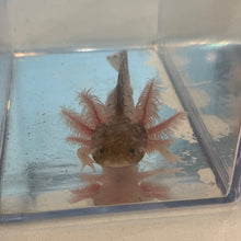Load image into Gallery viewer, Baby Piebald Axolotl