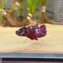 Load image into Gallery viewer, Purple Galaxy Candy Koi Male Betta | WYSIWYG