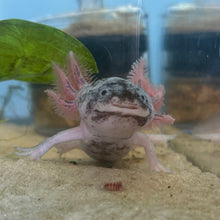 Cargar imagen en el visor de la galería, "Smiley" Juvenile Piebald Axolotl | WYSIWYG