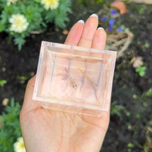 Load image into Gallery viewer, Skittle Glass Belly Guppy Pair