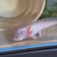 Cargar imagen en el visor de la galería, "Bestie" Juvenile Piebald Axolotl | WYSIWYG