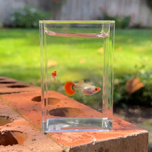 Load image into Gallery viewer, Pumpkin Koi Short Glass Belly Guppy Pair