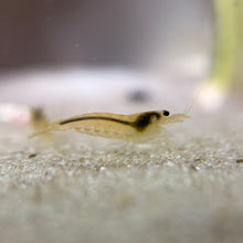 Cargar imagen en el visor de la galería, Yellow Amano Shrimp | Caridina multidentata