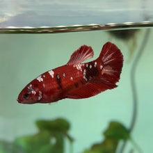 Cargar imagen en el visor de la galería, Red Sparkle Candy Koi Female Betta | WYSIWYG