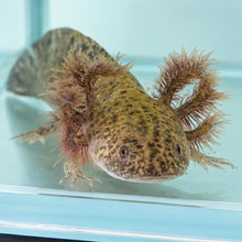 Cargar imagen en el visor de la galería, Baby Wild Type Axolotl