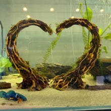 Load image into Gallery viewer, Christmas Moss on Heart Crescent Bonsai (live plant attached)