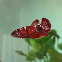 Cargar imagen en el visor de la galería, Red Sparkle Candy Koi Female Betta | WYSIWYG