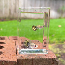 Load image into Gallery viewer, Ribboned Blossom Glass Belly Guppy Pair