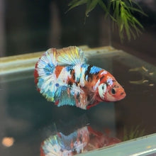 Load image into Gallery viewer, Galaxy Rainbow Candy Koi Female Betta | WYSIWYG D2