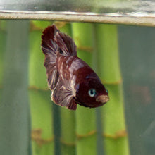 Load image into Gallery viewer, Lipstick Red Candy Koi Male Betta | WYSIWYG
