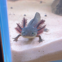 Load image into Gallery viewer, GFP Melanoid Axolotl