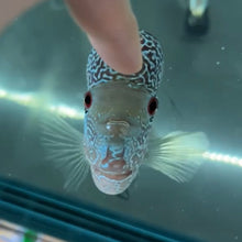 Cargar imagen en el visor de la galería, Flowerhorn - WYSIWYG