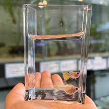 Load image into Gallery viewer, Ribboned Sunfire Star Glass Belly Guppy Pair
