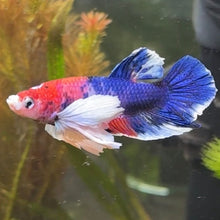 Load image into Gallery viewer, White Lipstick Dumbo Ear Candy Koi Male Betta | WYSIWYG
