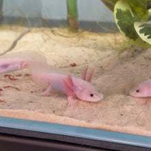 Cargar imagen en el visor de la galería, Baby Dirty Leucistic (Dirty Lucy) Axolotl