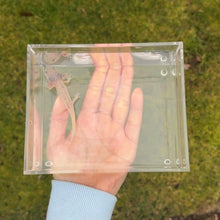Load image into Gallery viewer, Blue-Gill Dirty Leucistic (Lucy) Axolotl