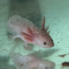 Load image into Gallery viewer, "Cutie" Baby Axanthic Copper Axolotl | WYSIWYG