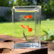 Load image into Gallery viewer, Albino Orange Koi Glass Belly Guppy Pair
