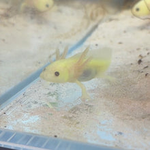 Load image into Gallery viewer, GFP Lucy Axolotl