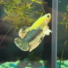 Load image into Gallery viewer, Glo Betta Fish Dumbo Ear | WYSIWYG C4
