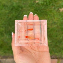 Load image into Gallery viewer, Ribboned Albino Orange Koi Glass Belly Guppy Pair