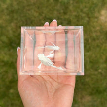 Load image into Gallery viewer, Platinum Blue Eye Balloon Molly Pair