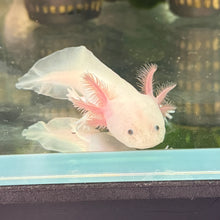 Cargar imagen en el visor de la galería, "Snoopy" Baby Lucy Axolotl | WYSIWYG