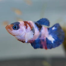 Cargar imagen en el visor de la galería, Candy Female Betta | WYSIWYG