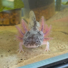 Cargar imagen en el visor de la galería, "Boots" Juvenile Piebald Axolotl | WYSIWYG