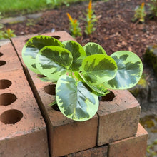 Load image into Gallery viewer, Realistic Artificial Aquarium Plant | Light Green