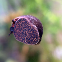 Load image into Gallery viewer, Blueberry Snail (Viviparus sp.)