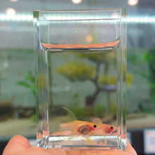Cargar imagen en el visor de la galería, Ribboned Blonde Pingu Glass Belly Guppy Pair
