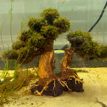 Load image into Gallery viewer, Java Moss on Flat Bonsai Driftwood Tree (live plant attached)