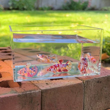 Load image into Gallery viewer, Koi Marble Betta Sorority Pack