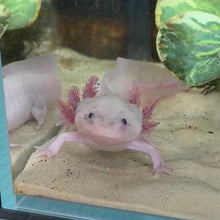 Load image into Gallery viewer, "Pikachu" Male Blue Gill Dirty Leucistic (Lucy) Axolotl | WYSIWYG