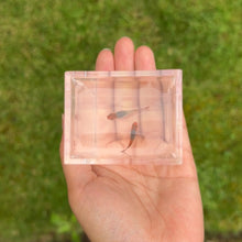 Load image into Gallery viewer, Ribboned Snakeskin Orange Koi Glass Belly Guppy Pair