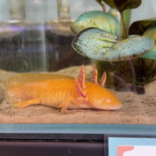 Cargar imagen en el visor de la galería, "Honeybee" Baby Golden Albino Axolotl | WYSIWYG