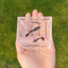 Load image into Gallery viewer, Ribboned Tiger Mosaic Glass Belly Guppy Pair