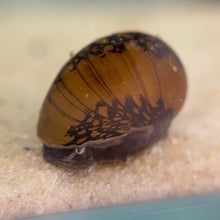 Cargar imagen en el visor de la galería, Batik Nerite Snail