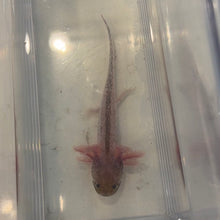 Load image into Gallery viewer, Baby Piebald Axolotl