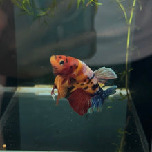 Cargar imagen en el visor de la galería, SUPER RARE - Split Mosaic Rainbow Candy Koi Male Betta | WYSIWYG
