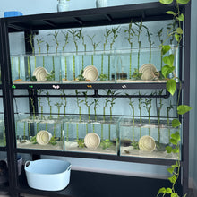 Load image into Gallery viewer, Axolotl Pot Hiding Cave (Stoneware)