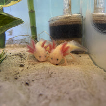 Load image into Gallery viewer, Bonded Baby GFP Lucy Axolotl Pair | WYSIWYG