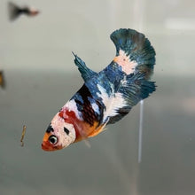 Load image into Gallery viewer, "Moo Moo" Cow Candy Koi Female Betta | WYSIWYG (Copy)