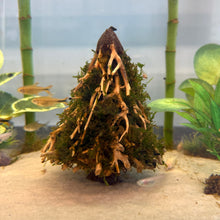 Load image into Gallery viewer, Christmas Moss on Small Christmas Tree Bonsai (live plant attached)