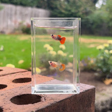 Load image into Gallery viewer, Pumpkin Glass Belly Guppy Pair