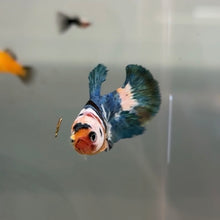 Load image into Gallery viewer, "Moo Moo" Cow Candy Koi Female Betta | WYSIWYG (Copy)