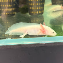 Cargar imagen en el visor de la galería, "Snoopy" Baby Lucy Axolotl | WYSIWYG