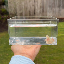 Load image into Gallery viewer, GFP Dirty Leucistic (Lucy) Axolotl